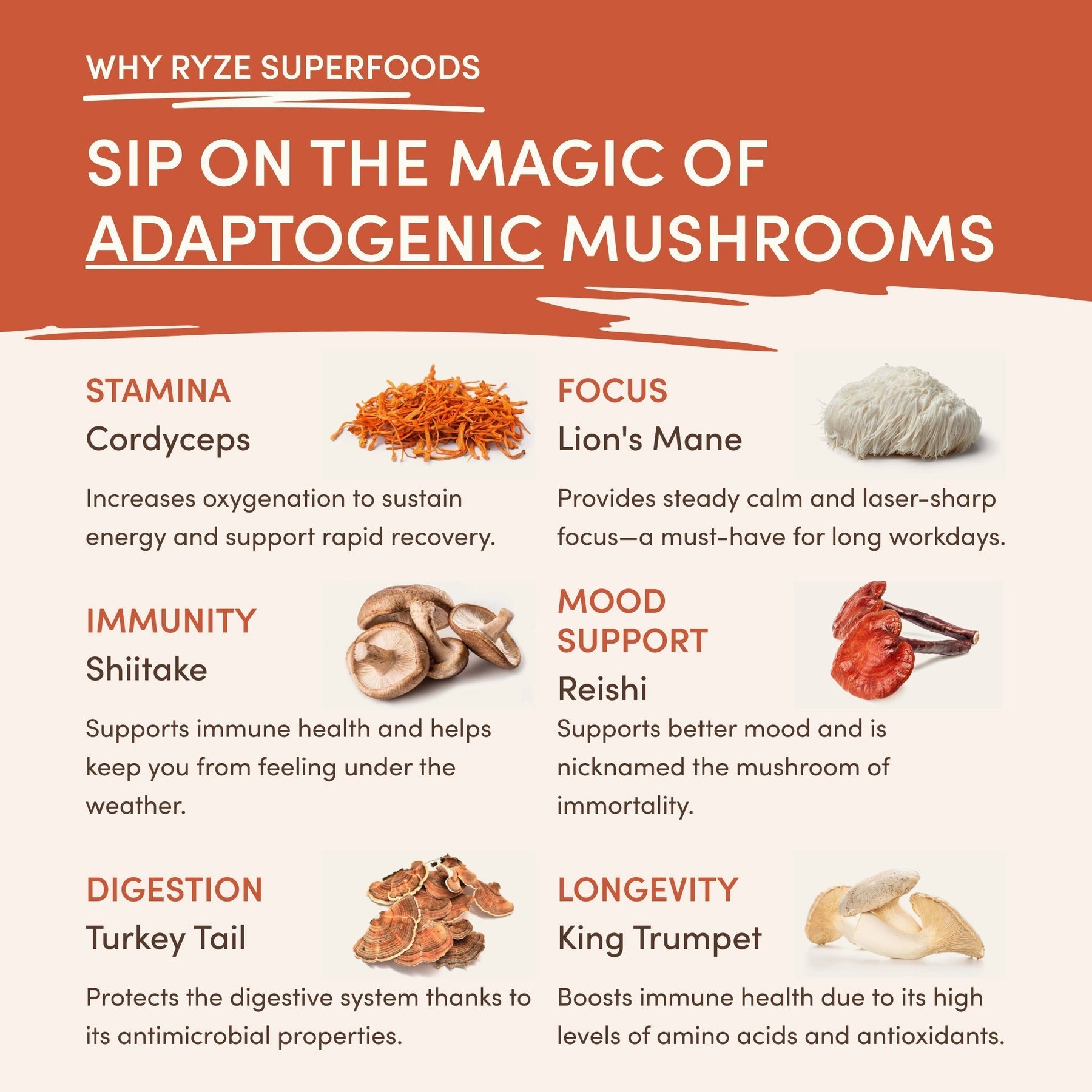 Superfood Creamer Starter Bag - Travel Ready